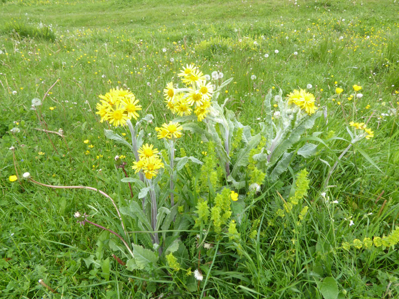 Tephroseris longifolia - Asteraceae